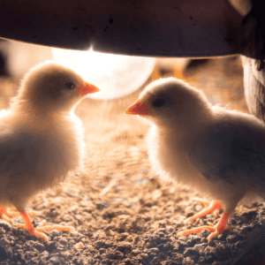 Two chicks facing each other under a heat lamp, surrounded by straw bedding.