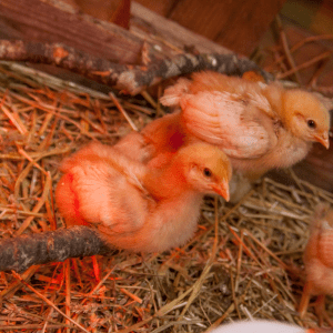  Two baby chicks resting on straw bedding, illuminated by a red heat lamp.