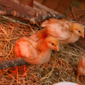 Two baby chicks resting on straw bedding, illuminated by a red heat lamp.