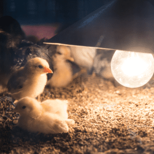 Baby chicks huddled under a heat lamp on straw bedding in a dimly lit environment.