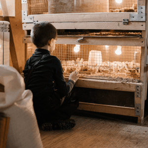  A young boy watches baby chicks inside a wooden brooder illuminated by heat lamps.