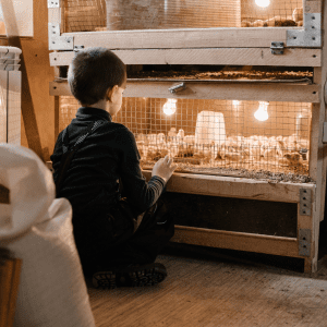 A young boy watches baby chicks inside a wooden brooder illuminated by heat lamps.