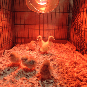 : A baby chick stands on straw bedding, illuminated by a warm red heat lamp.