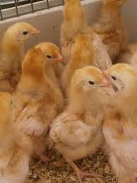 Article: Prevent Pasty Butt. Pic - A group of yellow baby chicks huddled together in a brooder.