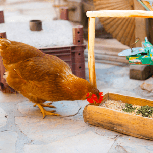  A chicken eating feed from a wooden feeder that contains a mixture of grains and seeds, including pumpkin seeds and chopped garlic.