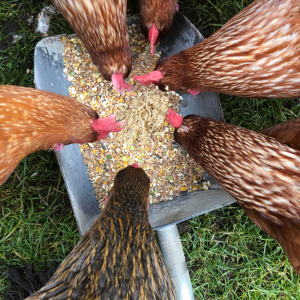 : Several chickens eating feed from a metal container on the ground. The feed includes grains and crushed garlic.