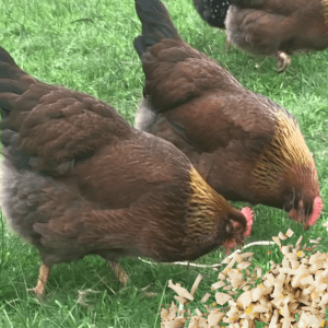 Three chickens pecking at the grass, with a pile of chopped garlic in front of them.