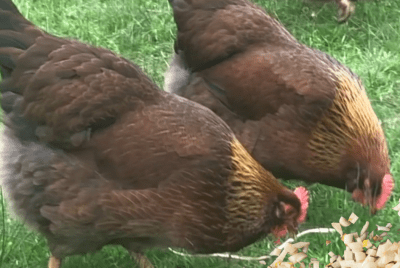 Three chickens pecking at the grass, with a pile of chopped garlic in front of them.