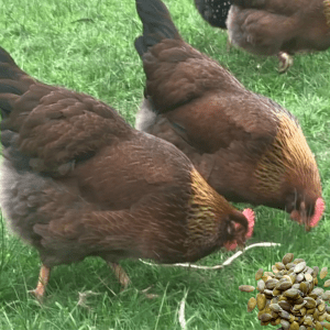  Three chickens pecking at the grass, with a pile of pumpkin seeds in front of them.