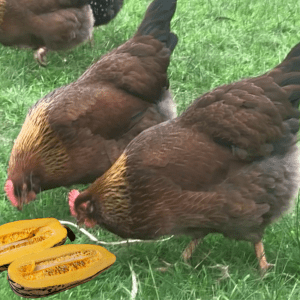  Three chickens pecking at the grass, with two halves of a pumpkin placed in front of them.