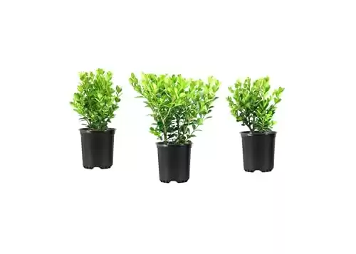 Wintergreen Boxwood | 10 Live Quart Size Plants | Dense Evergreen Foliage, Cold-Hardy & Ideal for Year-Round Landscaping, Elegant Border & Hedge Plant, Live Shrub