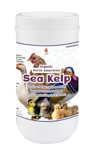 Organic Kelp for Chickens & Duck Feed (1 Pound): Chicken Vitamins | Chicken Supplements | Vitamins for Chickens | Pampered Chicken Mama