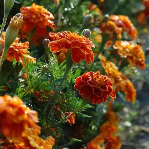 French Marigold Seeds for Planting, Pack of 5500 Tagetes Patula Seeds, Flower Seeds for Plating