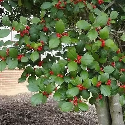 American Holly Tree Seeds (Ilex opaca) 40+Seeds