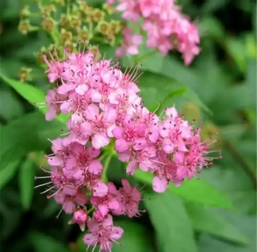 220 Meadowsweet Seeds Mix Japanese Spirea Reeves Flowering Shrub Bridal Wreath Spirea Western Spirea