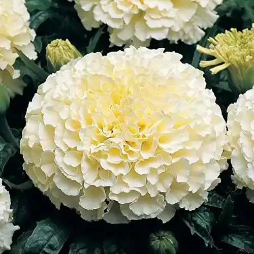 100 White Marigold Flower Seeds Easy to Grow Garden Seeds