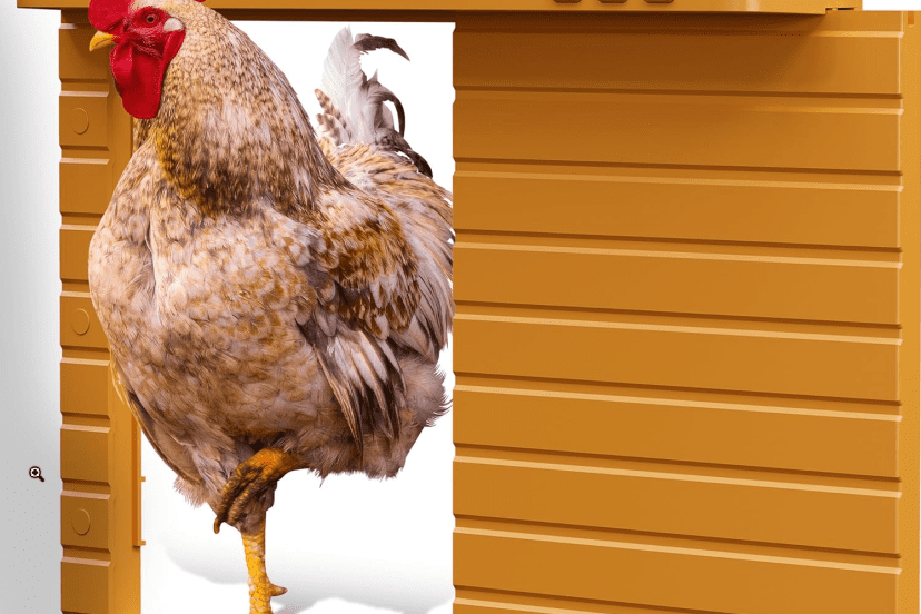 A chicken standing in a yellow automatic coop door with a control panel at the top, allowing for easy access and secure entry and exit for the chickens.