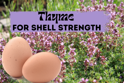 A patch of blooming thyme with two brown eggs in front and text that reads "Thyme for Shell Strength."