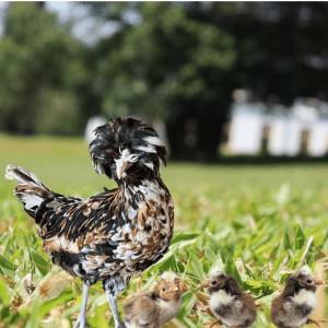 A Tolbunt Polish hen with a fluffy crest and speckled feathers standing on a grassy lawn, accompanied by three small, fluffy chicks.