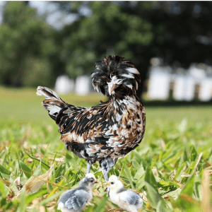  A Tolbunt Polish hen with a fluffy crest and mottled feather pattern stands on a grassy yard with two small, fluffy chicks at her feet.