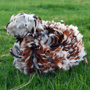 A frizzled Tolbunt Polish Hen with a fluffy, multicolored plumage of white, black, and reddish-brown feathers sitting on green grass