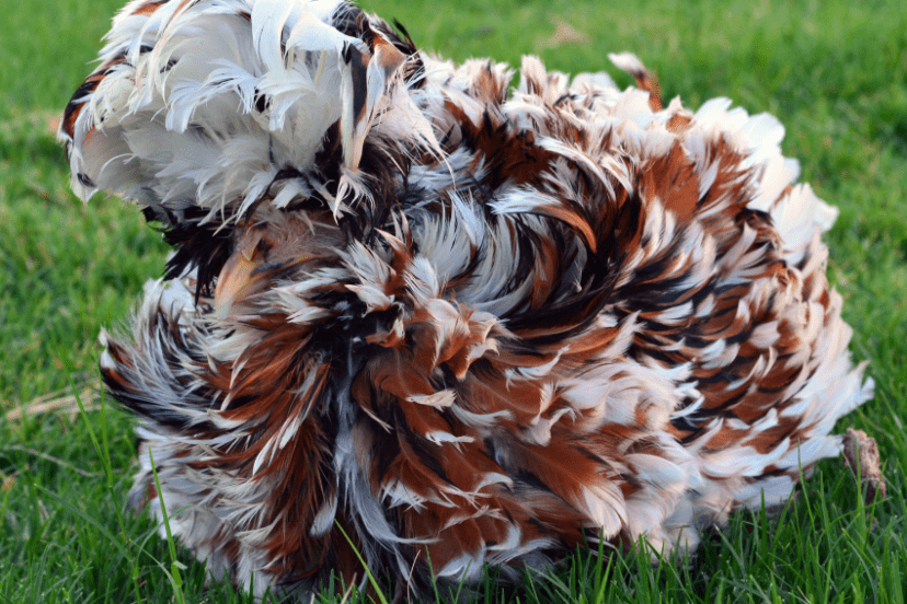 A frizzled Tolbunt Polish chicken with a fluffy, multicolored plumage of white, black, and reddish-brown feathers sitting on green grass