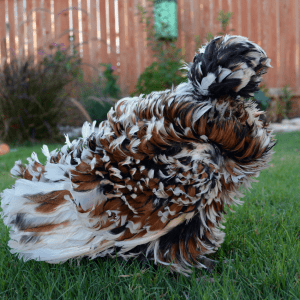  A frizzled Tolbunt Polish with a fluffy crest and multicolored feathers in white, black, and reddish-brown standing on a grassy lawn.