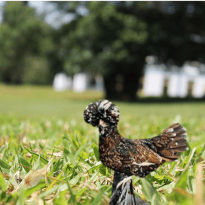 : A Tolbunt Polish Hen with a distinctive fluffy crest and multicolored feathers standing on a grassy lawn.