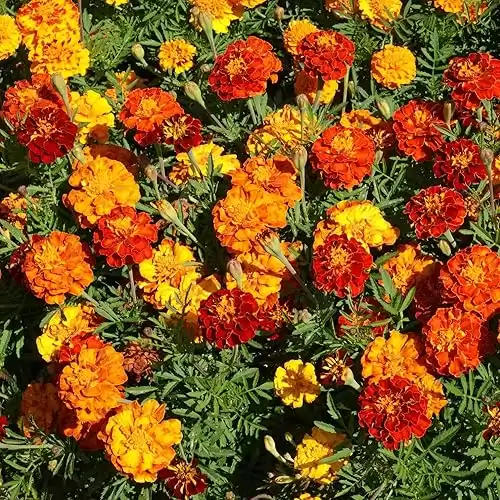 Outsidepride 1/4 lb. Annual Tagetes Patula French Marigold Garden Flower Seed Mix for Planting